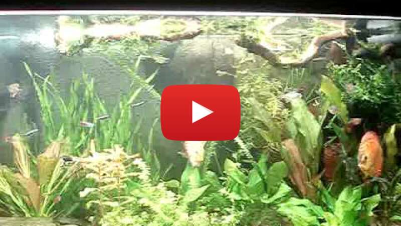 Video CHTimrIm19Y abspielen