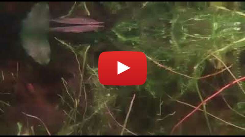 Video CJAWtE0bsXY abspielen