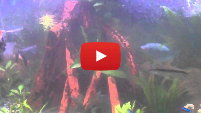 Video COfvnzq_JWE abspielen