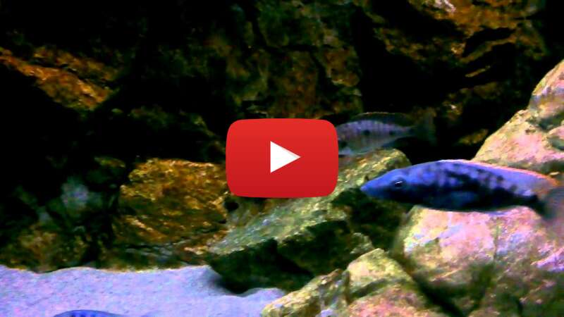 Video CX3xnh4EXmQ abspielen