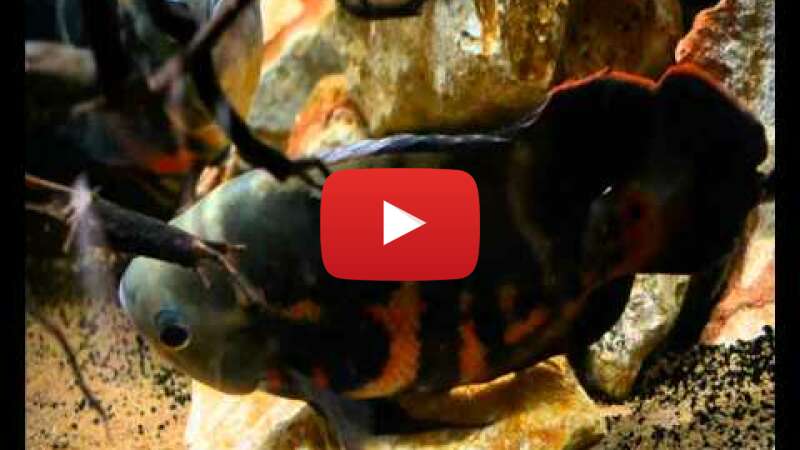 Video CbVsCLT2qpw abspielen