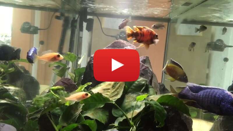 Video CcwmW7vZt6I abspielen