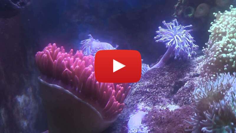 Video CdzpbUQwwyY abspielen