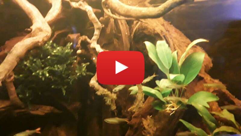 Video CgdOgGaKL2M abspielen