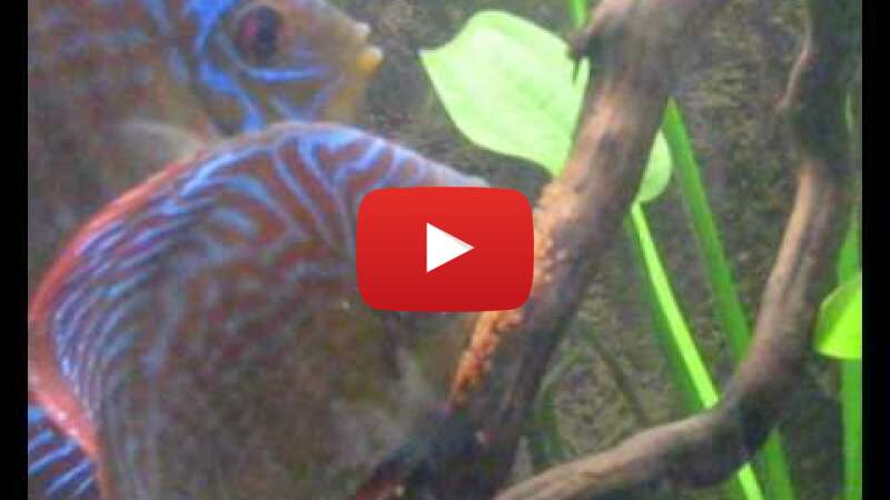 Video ChtHFhwcJLI abspielen