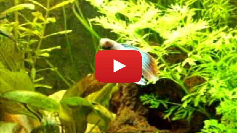 Video CkEFCw1PvUI abspielen