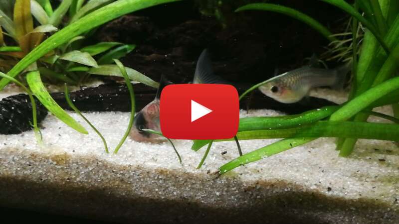 Video ClmdgmA2XKs abspielen