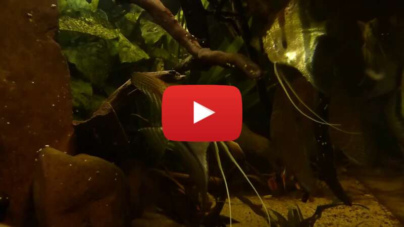 Video CsyTPj-46e8 abspielen