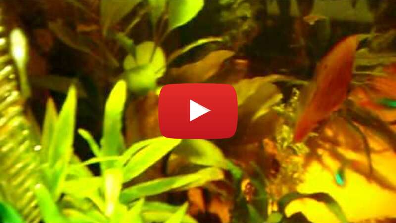 Video Cw5-qxqFkNY abspielen