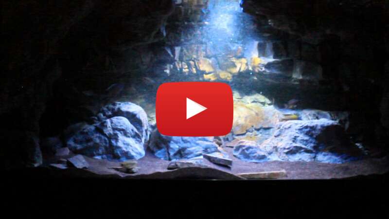 Video Cy4mWUy4HxA abspielen