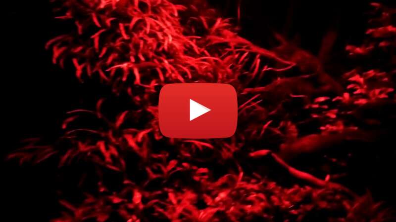 Video D1tkpPBmb5g abspielen