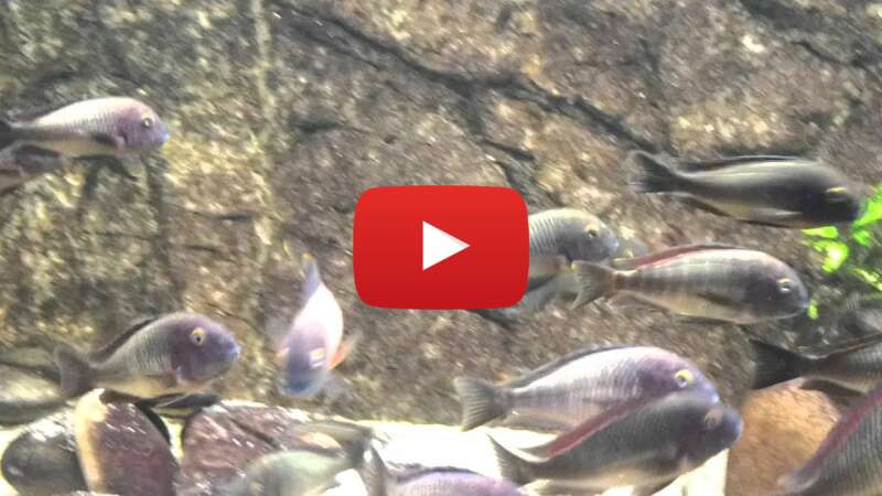 Video D8P21R1N-os abspielen