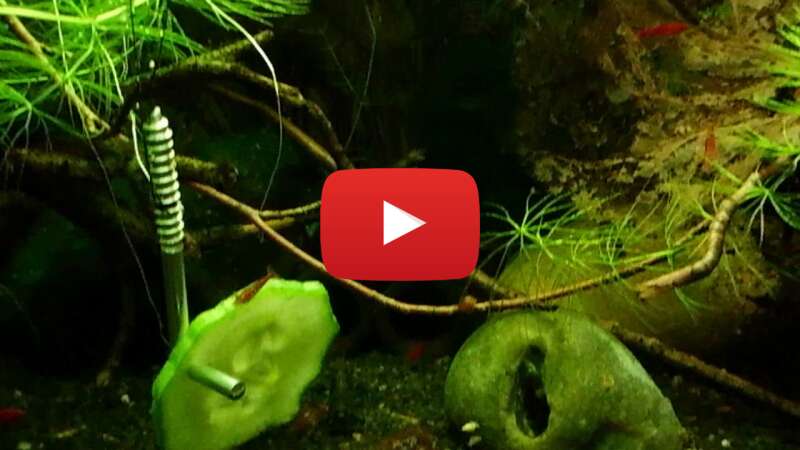 Video D8Q8MVbWOvg abspielen