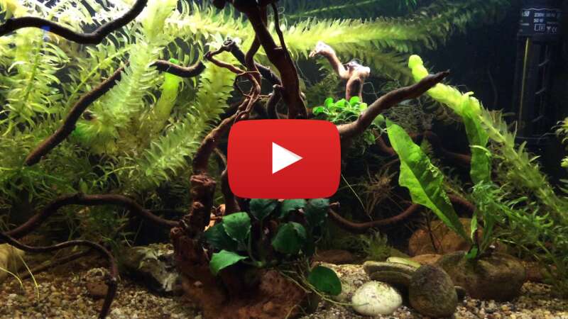 Video DA0PJEl1i4I abspielen