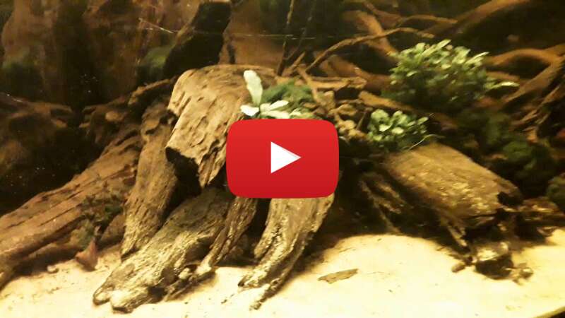 Video DFC8zBa1TKI abspielen