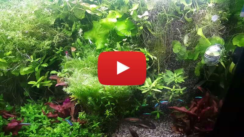 Video DGO9eD6qKKA abspielen