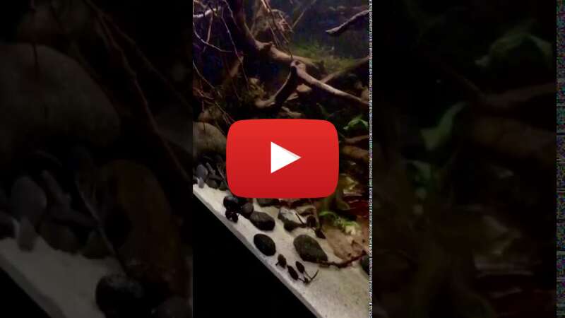 Video DH4jstoUAIA abspielen