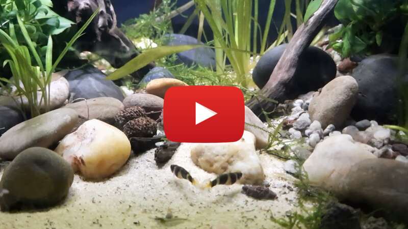 Video DHatdP32EG8 abspielen