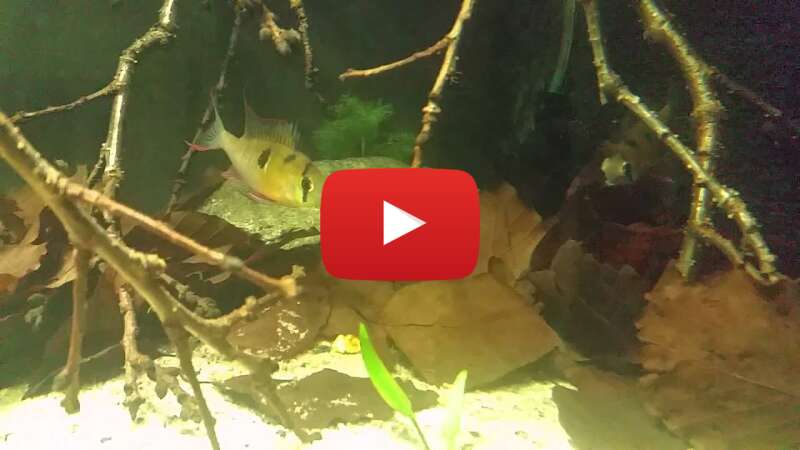 Video DIuMaDoDGBk abspielen