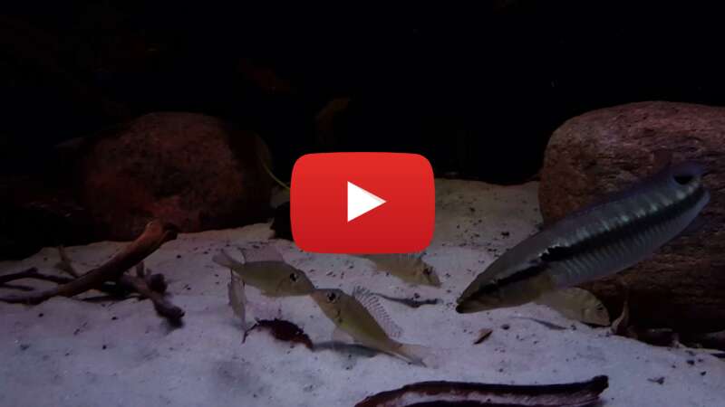 Video DKDT5rR0nkg abspielen