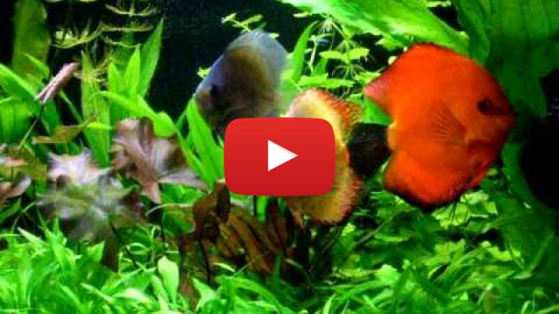 Video DQT8lOQNBJ0 abspielen