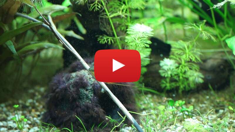 Video DQt1jm_tUso abspielen