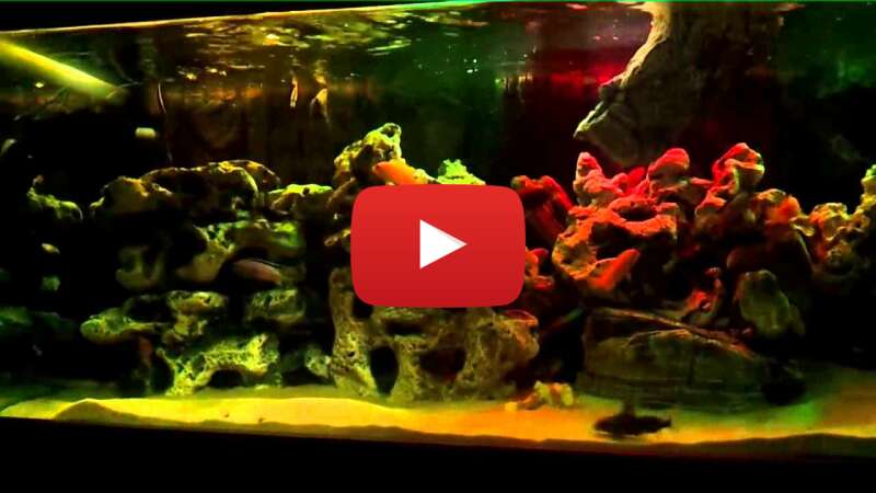 Video DR2pQm89b1g abspielen