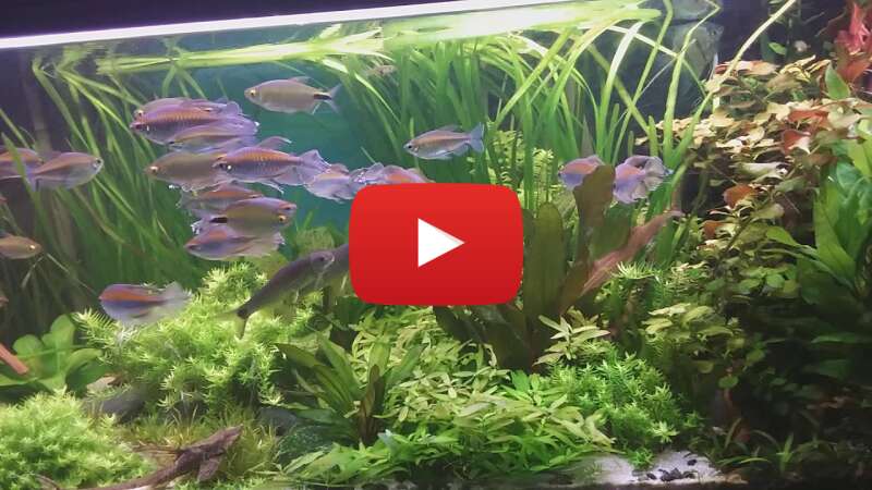 Video DUtctuE7ET0 abspielen