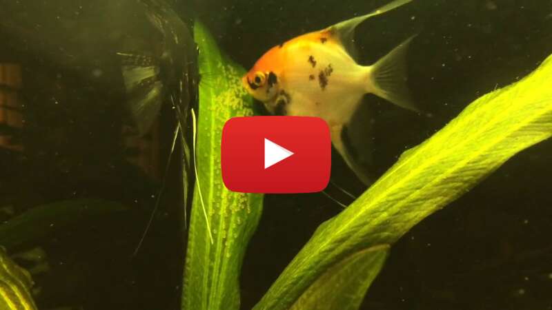 Video DVQn9eby4bo abspielen