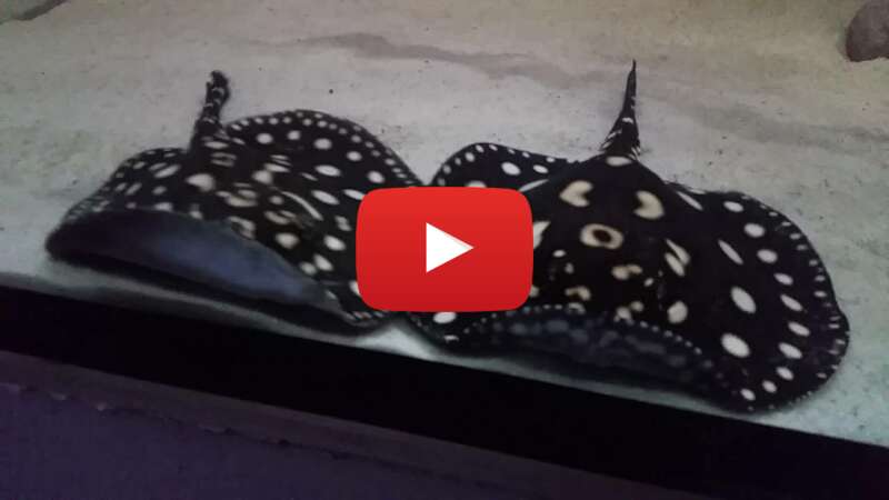 Video DXV3rSXs_9Q abspielen