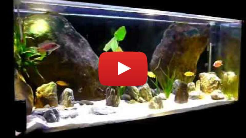 Video DYKOZD5Wi8E abspielen