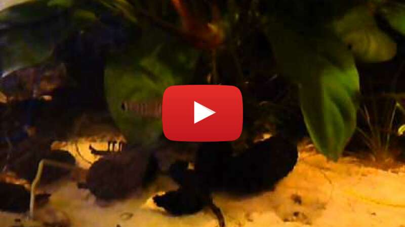 Video D_iXvXa1Bec abspielen