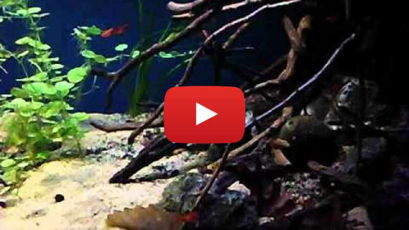 Video Db7qVqxaVLQ abspielen