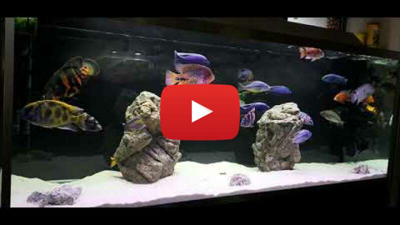 Video Dgb-E4QqnNY abspielen