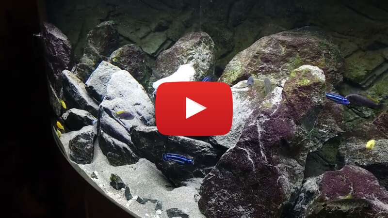 Video DhZXd8YJ0Wc abspielen