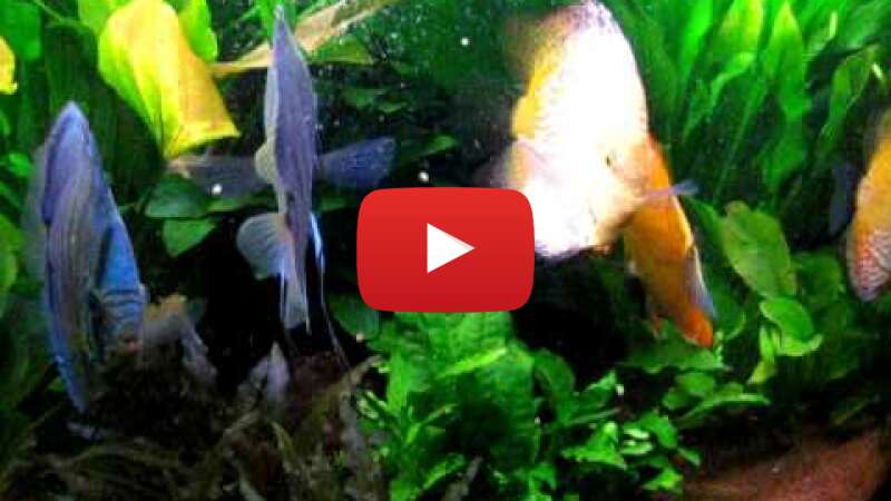 Video Ds-YPZtFSdc abspielen