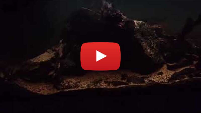 Video DvnAUboF8VY abspielen