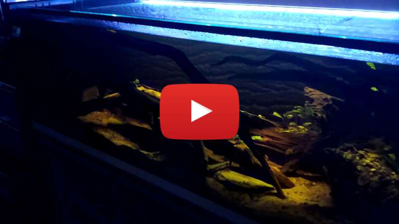 Video DwZmWWyqTxE abspielen