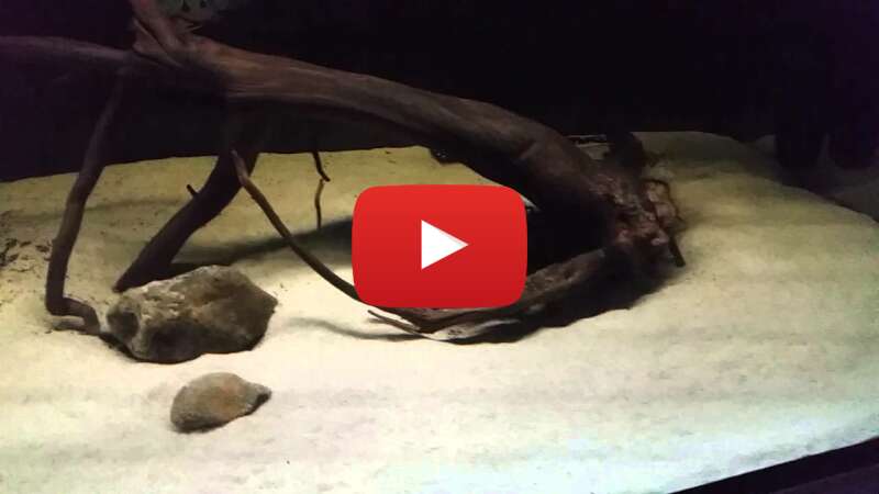 Video DzRI5CfU2_4 abspielen