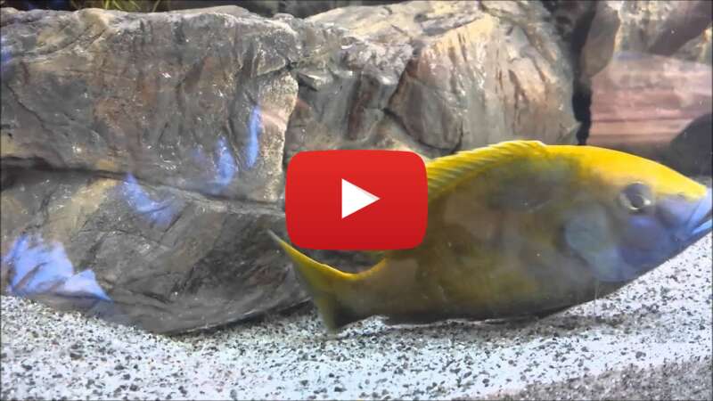 Video E86tWVwCl1I abspielen