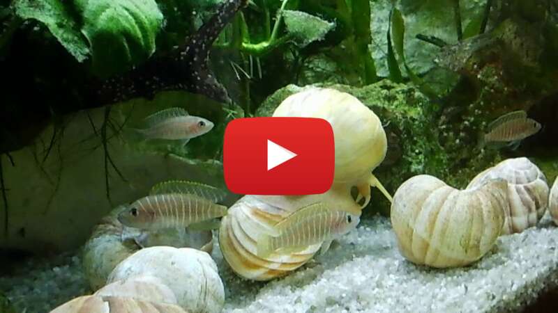 Video E8IX07yIvk4 abspielen