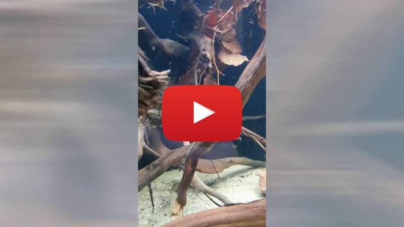 Video E9-vDxmCrOY abspielen