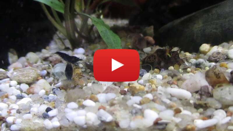 Video EFnSI-g80tY abspielen