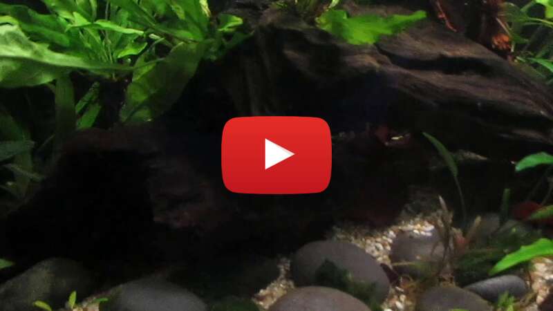 Video EIMmMNVn8IQ abspielen