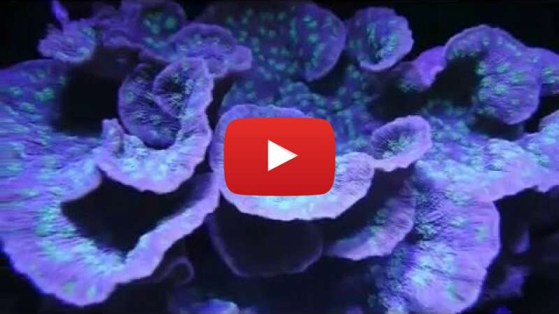 Video EMOw_5GB-6w abspielen