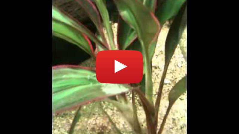 Video ESE77WomBTE abspielen