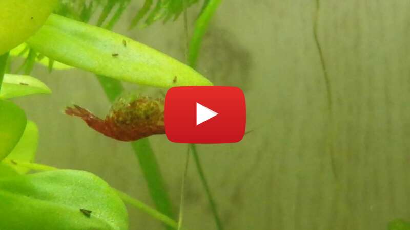 Video EUW79qPJBfU abspielen