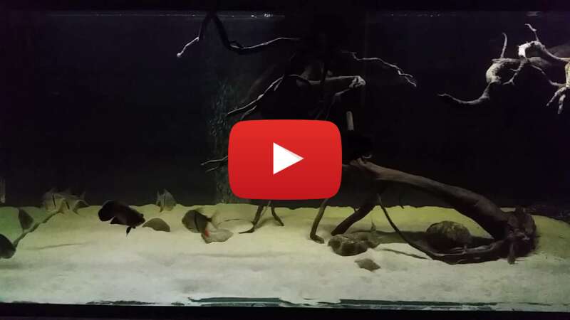 Video EWI65XpDPLc abspielen