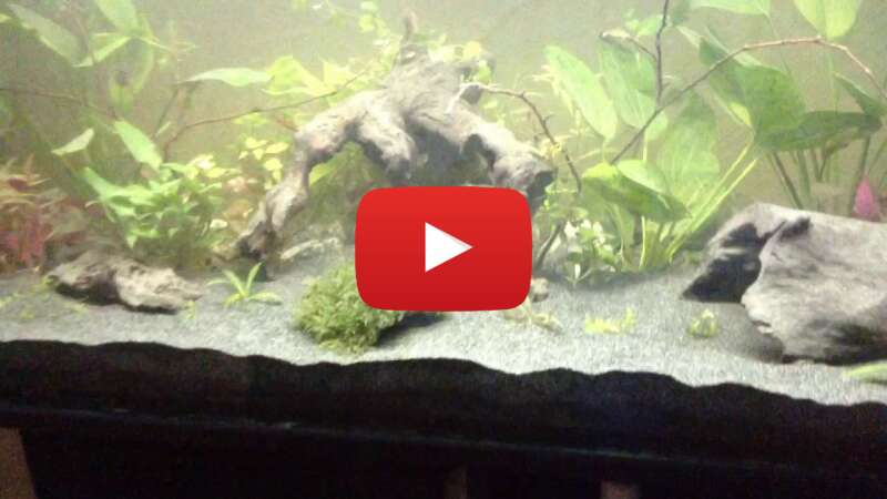 Video Ea0qxxqoAWE abspielen