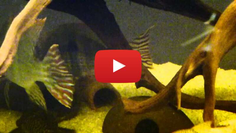 Video EfyK3qMbDqU abspielen